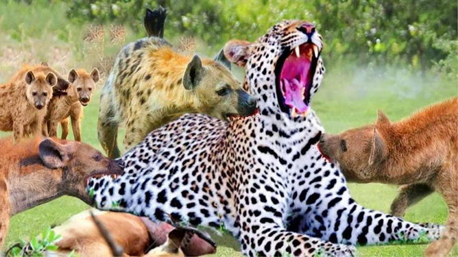 比赛过程残酷激烈,谁能胜出? 比赛过程残酷激烈,谁能胜出?