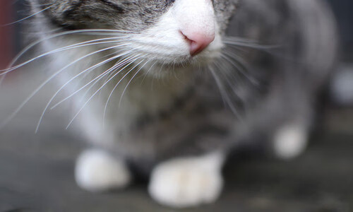 sports jnh-双星辉映，太阳灼伤灰熊悬念早逝，恩比德关键先生定乾坤