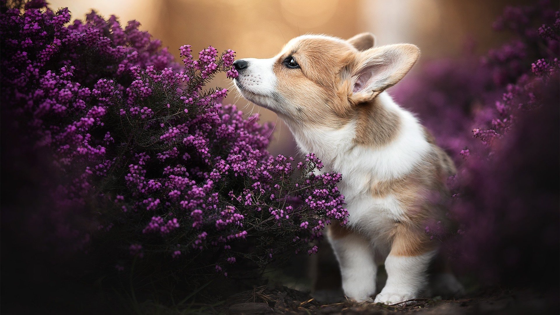 金年会平台-横扫之夜,杜兰特一剑封喉,尼克斯的冰与火之歌