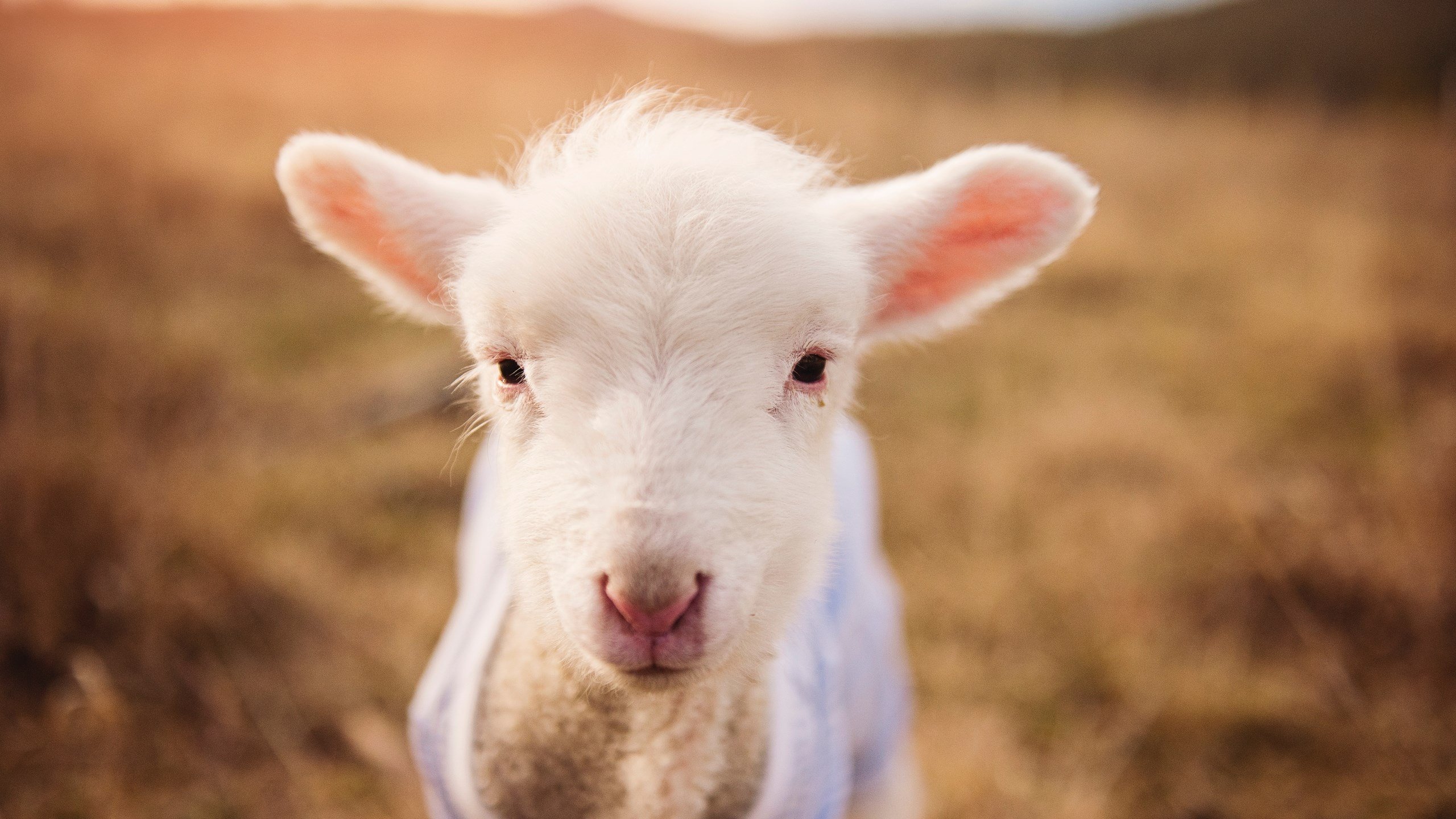 jinnianhui-从盐湖城绝杀到马尼拉加冕，哈利伯顿的双重奏鸣曲