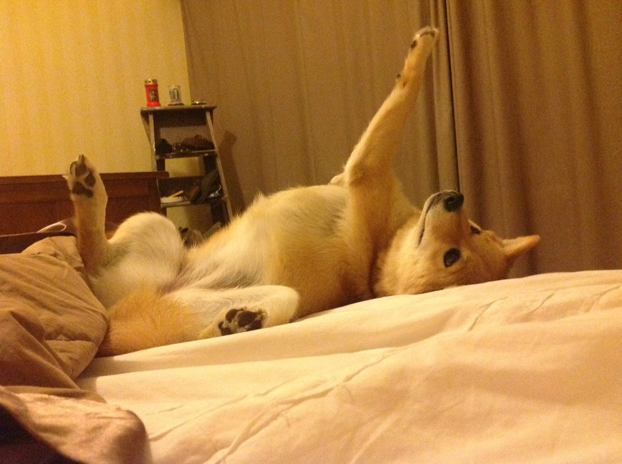 绿茵场上的英雄史诗，阿尔及利亚加时鏖战克加纳，卡瓦哈尔欧冠决赛主宰乾坤