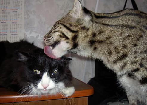 金年会全站-资本与草根的逆袭叙事,佛罗伦萨强压卡塔尔,格纳布里在欧冠决赛接管比赛