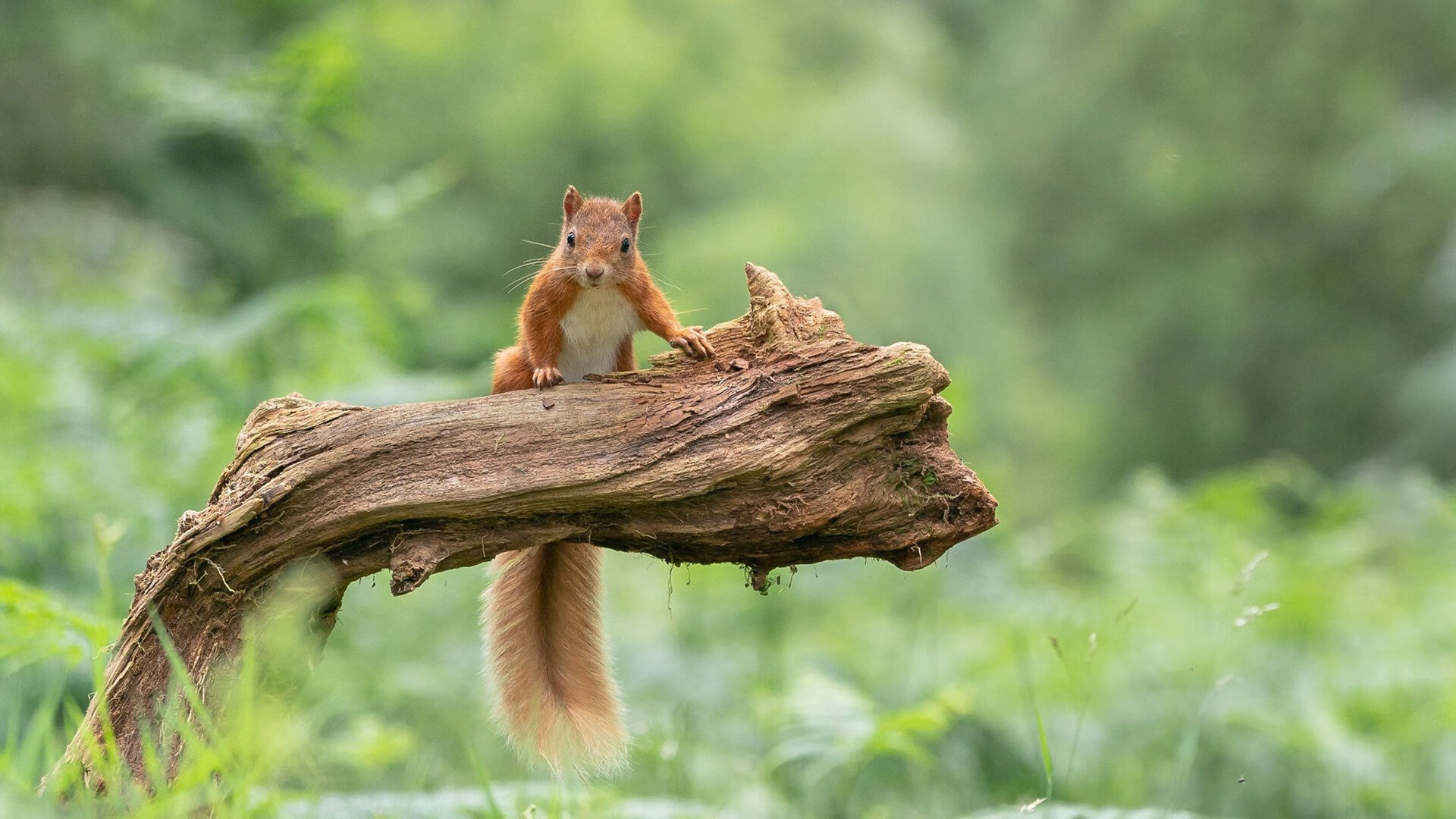 sports jnh-骑士终结山西连胜！爱德华兹狂砍46分全程高能主宰攻防