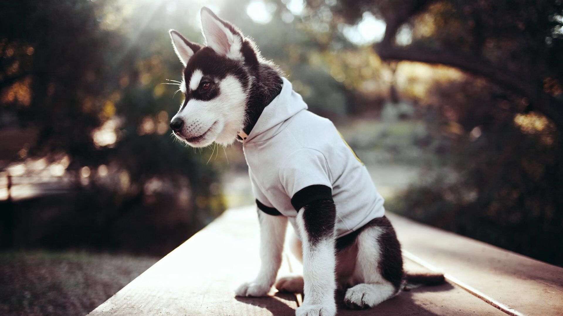 sports jnh-火箭vs上海队，当团队篮球遇上东契奇的不掉线方程式