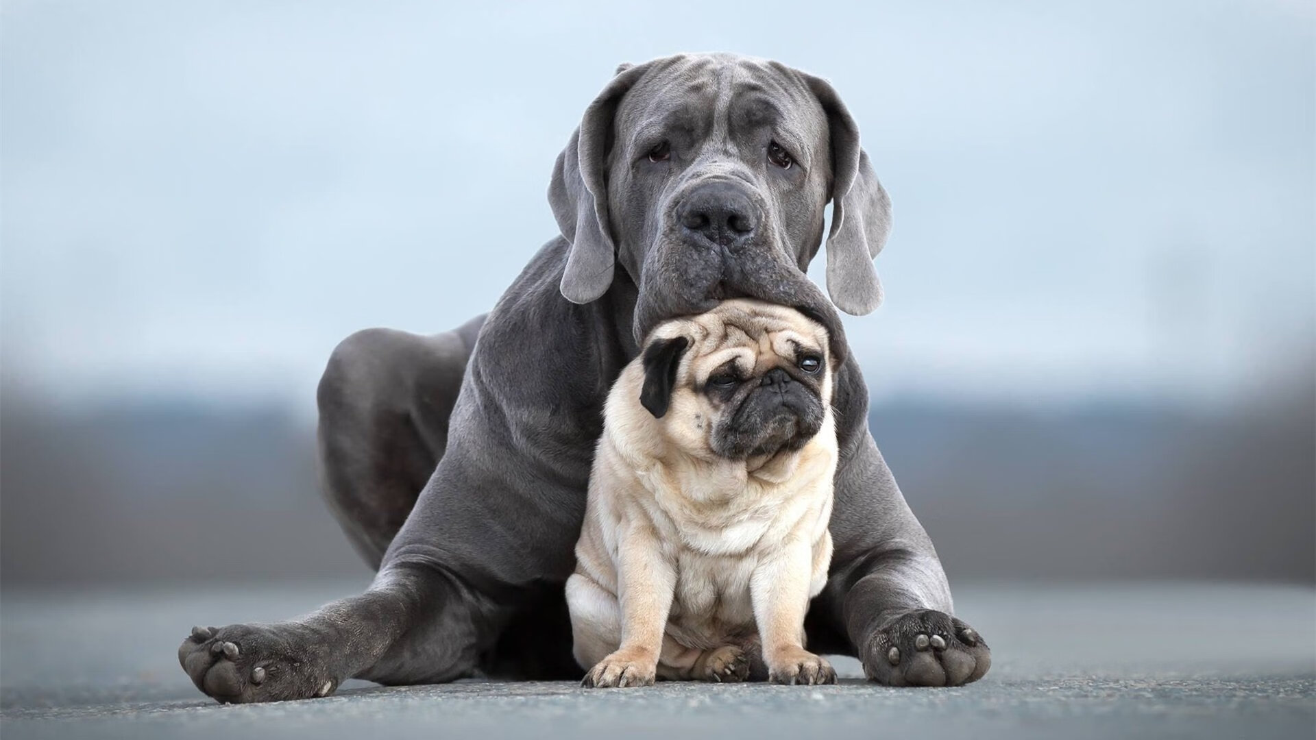 金年会平台-霍勒迪关键制胜一投定乾坤，北京队压哨绝杀山西队点燃赛场