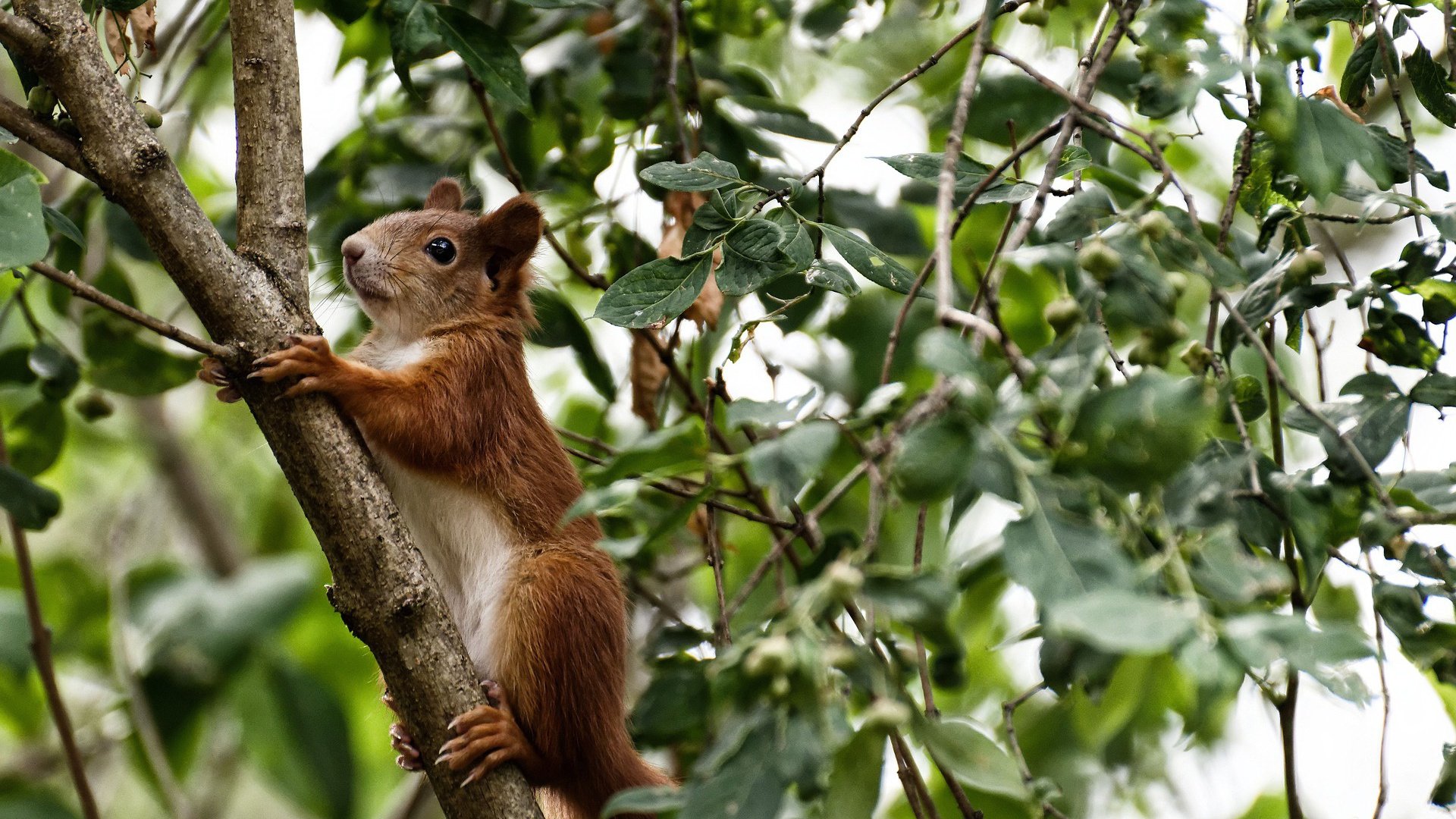 金年会电子-中流砥柱！米切尔化身硬仗之王，广厦队与公牛双雄角力