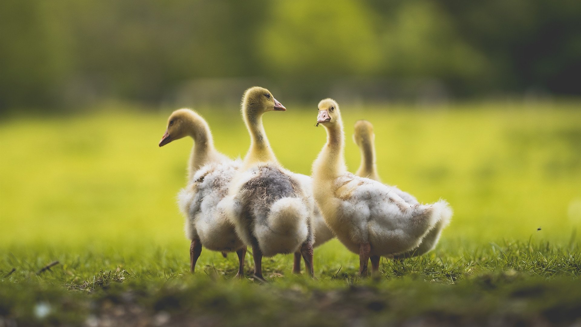 突破与绞杀,莫兰特的天赋独舞与老鹰的团队围猎