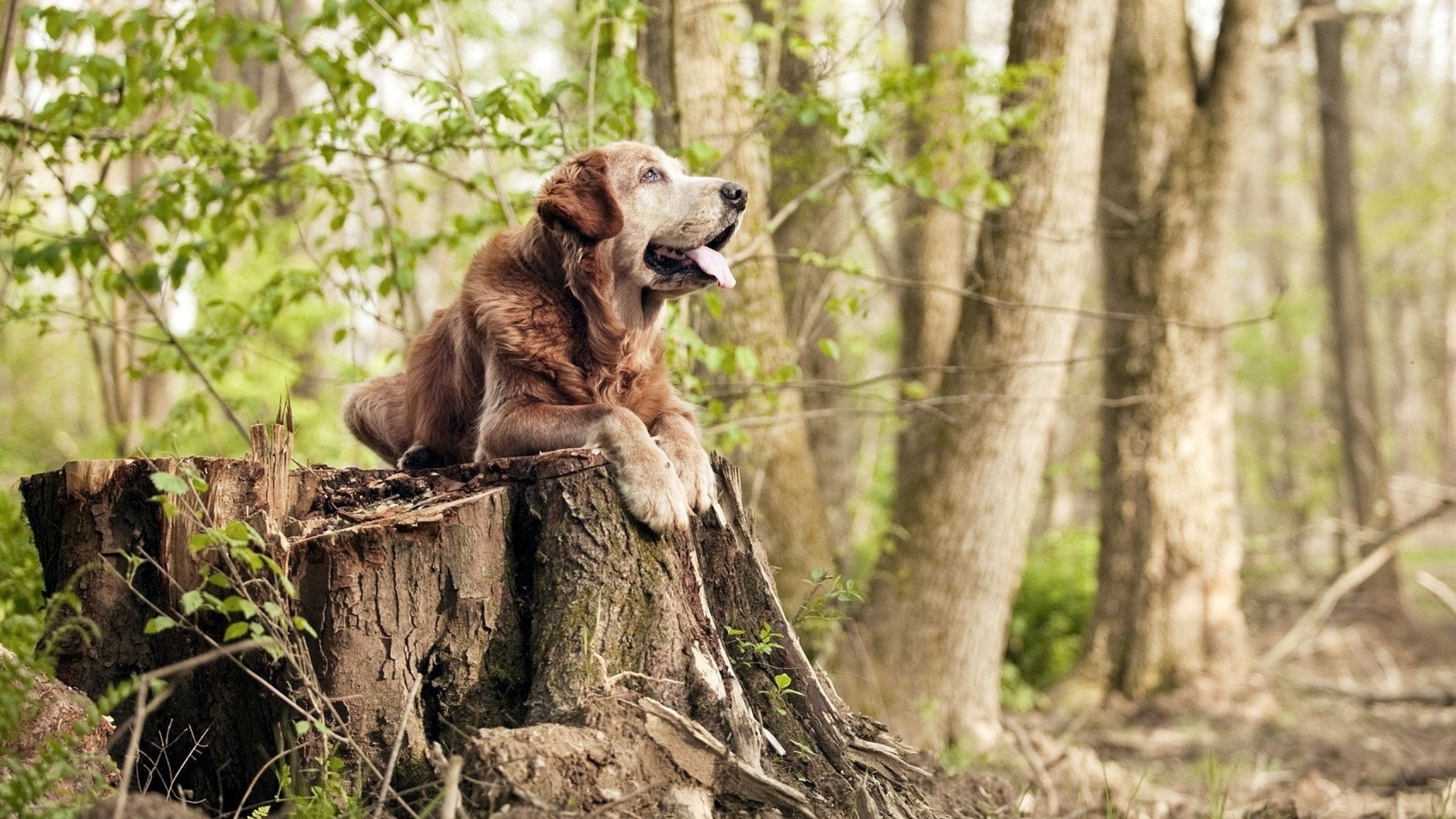 马赛绝境逢冰岛，奥纳纳一扑定江山，现代门将如何重新定义比赛胜负