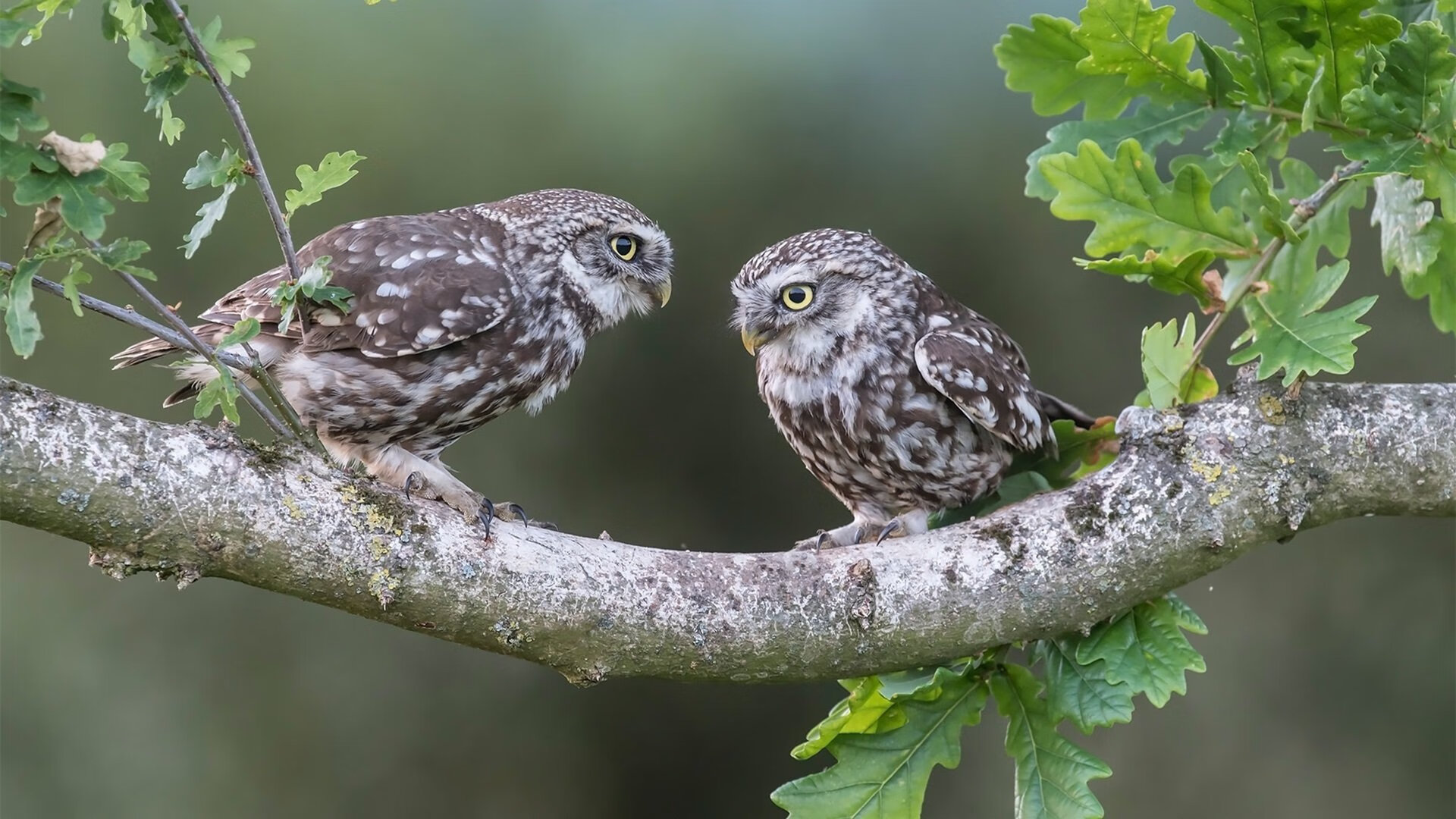 逆境中的王者,德罗赞扛起芝加哥之魂,诠释现代篮球孤胆英雄