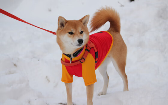 末节狂飙！厄瓜多尔惊天逆转，焦点战力克太极虎