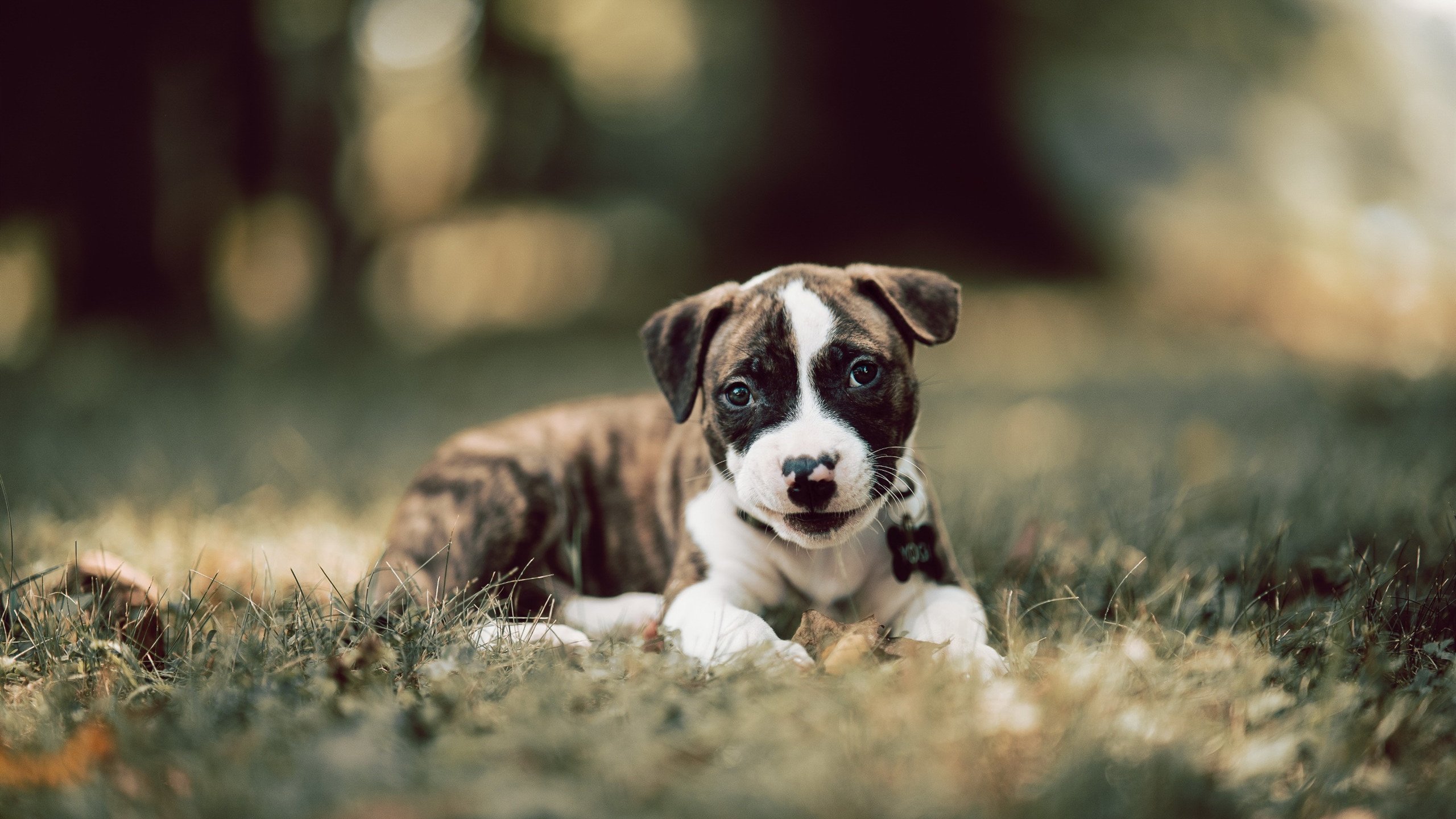 金年会全站-楚阿梅尼一锤定音!铁血马竞鏖战过关,芬兰黑马黯然折戟