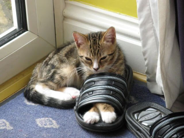 惊天逆转!浙江队爆冷险胜雄鹿,欧文末节决胜铸就经典