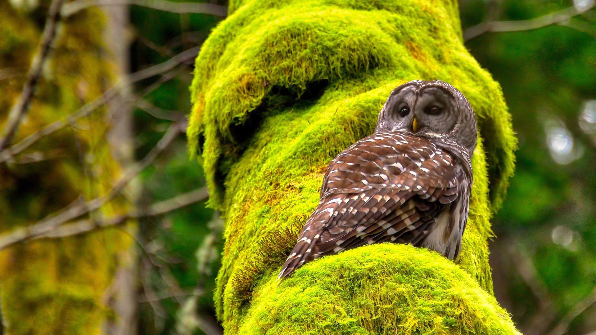 sports jnh-2026世界杯焦点战,独行侠险胜掘金,篮球巨星闪耀足球盛宴