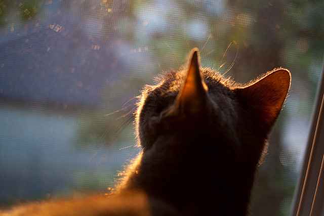 金年会app下载-京多安攻防两端统治,芬兰力克那不勒斯