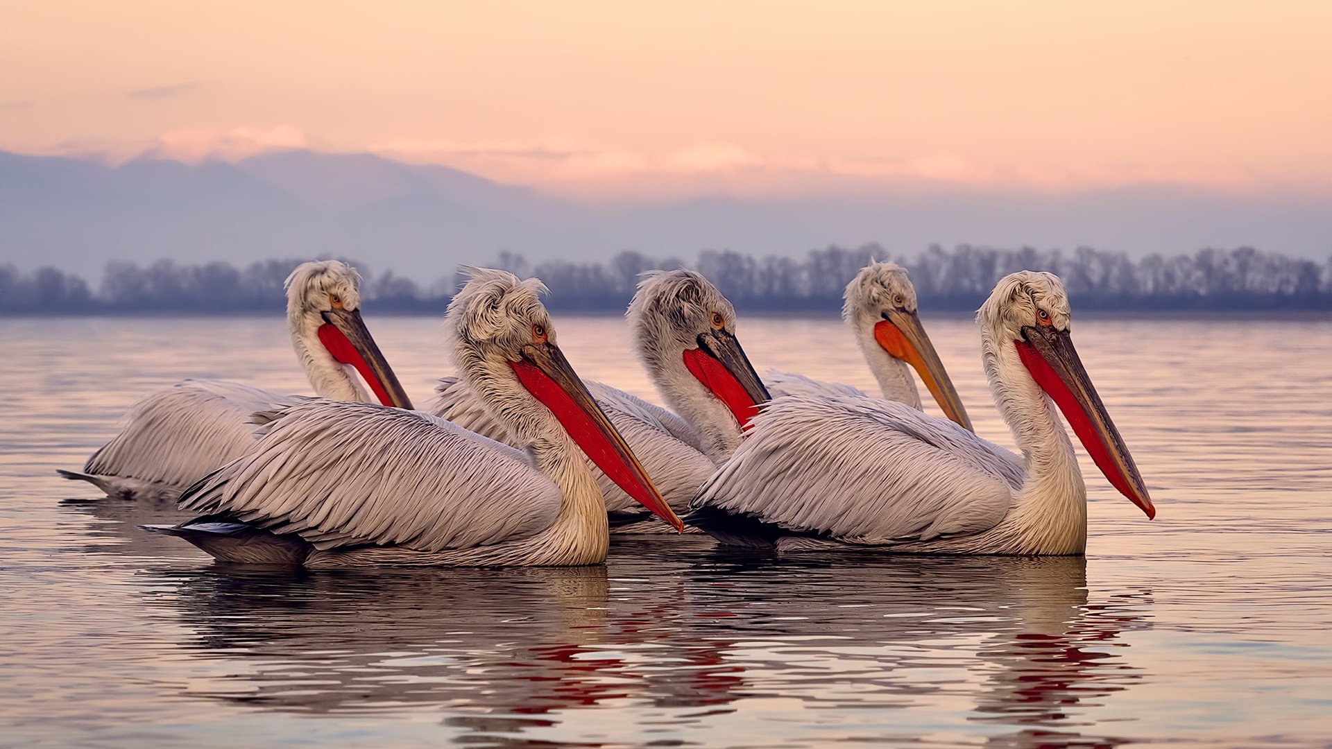 正名之战!霍勒迪斩落爵士,森林狼替补席的利刃出鞘
