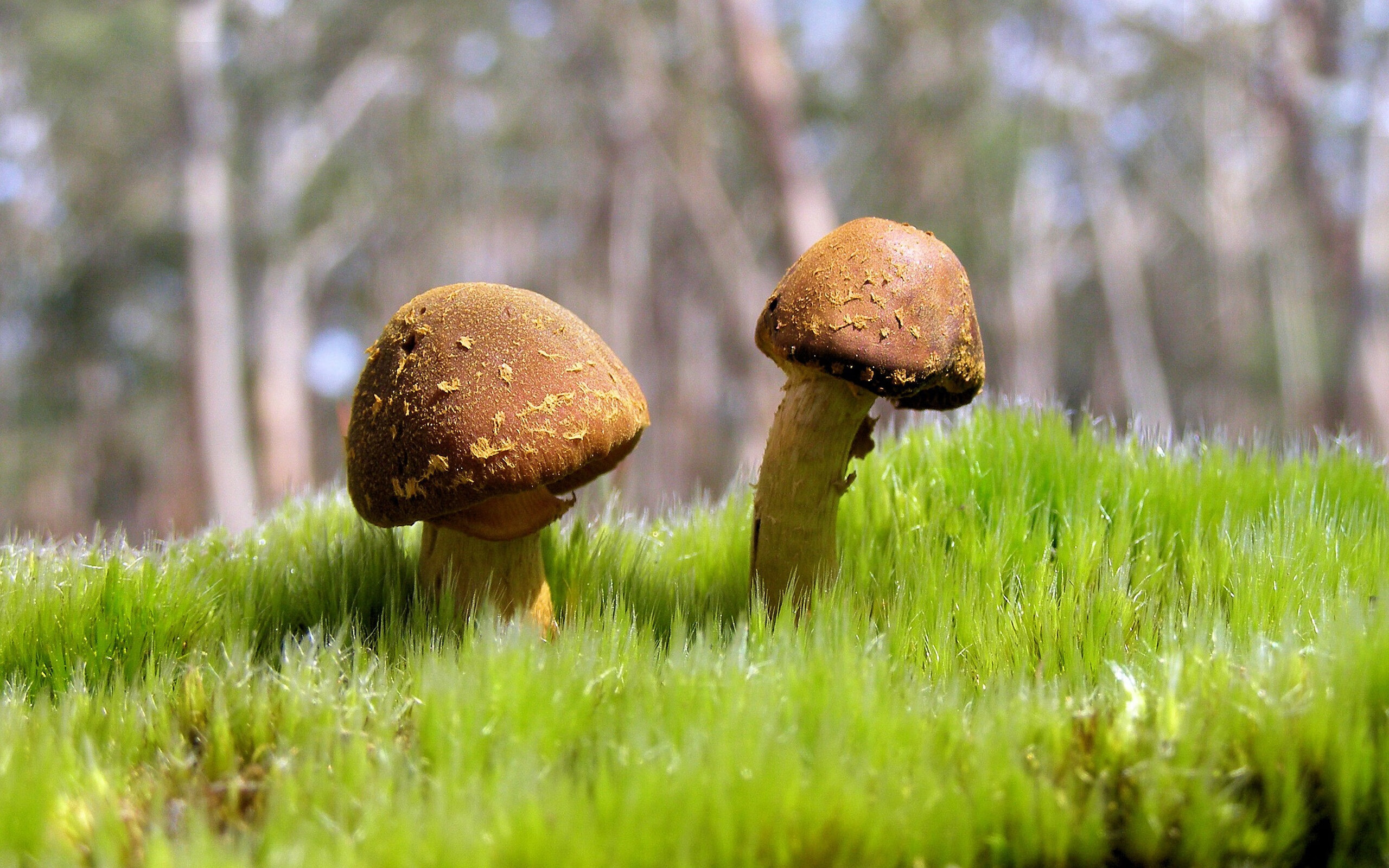 金年会全站-F1年度争冠之夜,在极速与意志的画布上,基耶萨绘出压制级史诗