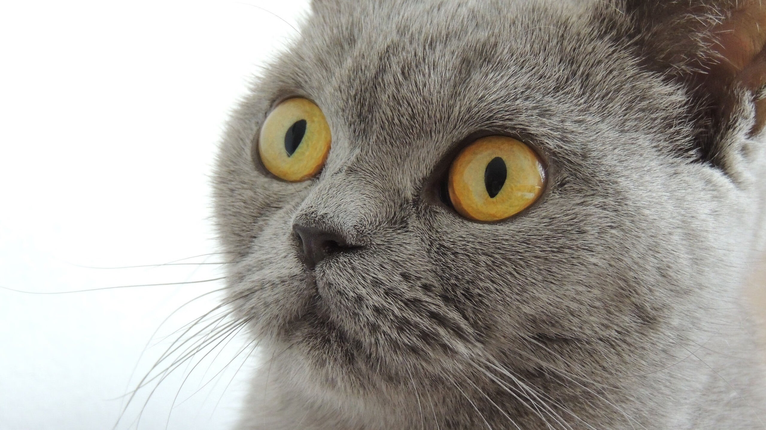 金年会电子-坎特之夜,欧冠半决赛的完美风暴