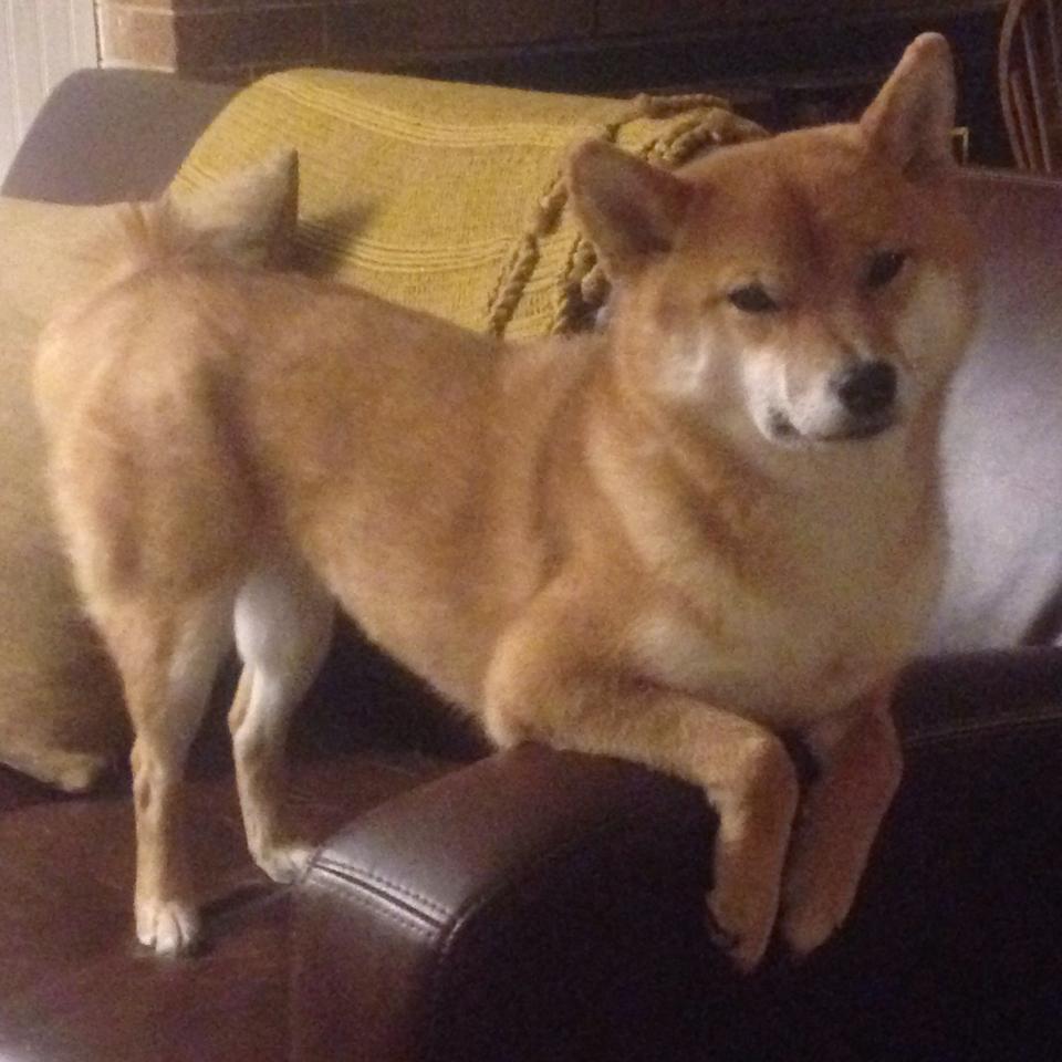 跨界篮球新想象，克莱领衔攻防转换，虚拟对决新疆队挑战公牛