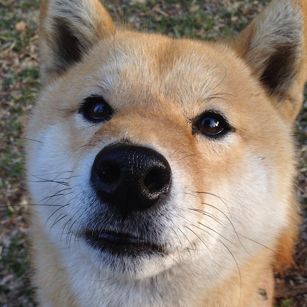 内线铁闸锁胜局！广厦队戈贝尔式防守令吉林队绝望