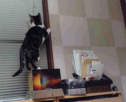 莫兰特时刻，当年度焦点之战被一人的光芒彻底接管