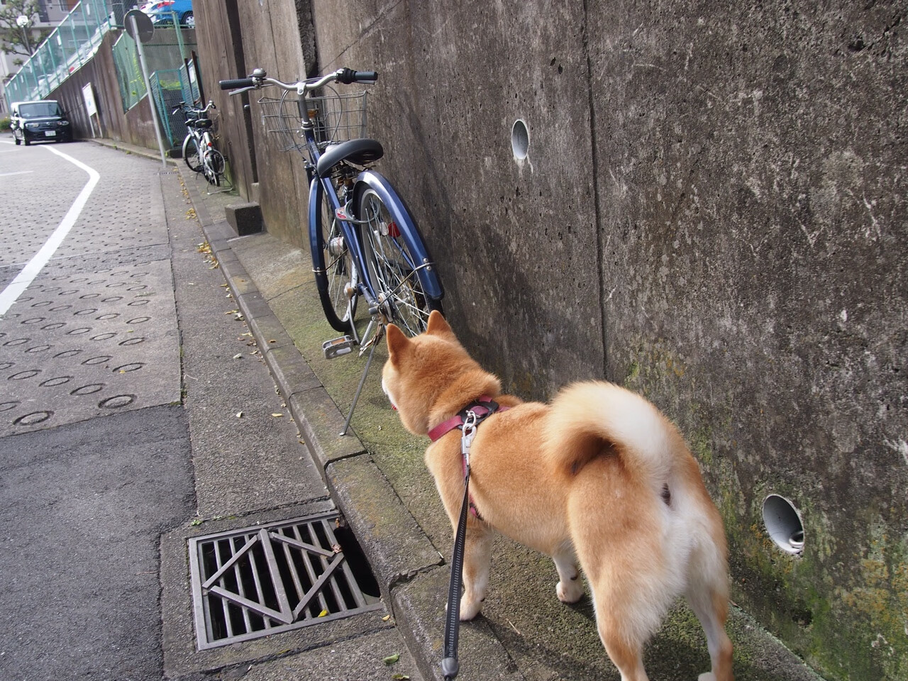 萨拉赫独木擎天,埃及逆转葡萄牙燃爆欧冠焦点战