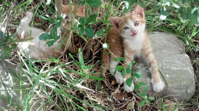 湖人强势晋级对决北京队，塔图姆关键时刻显神威